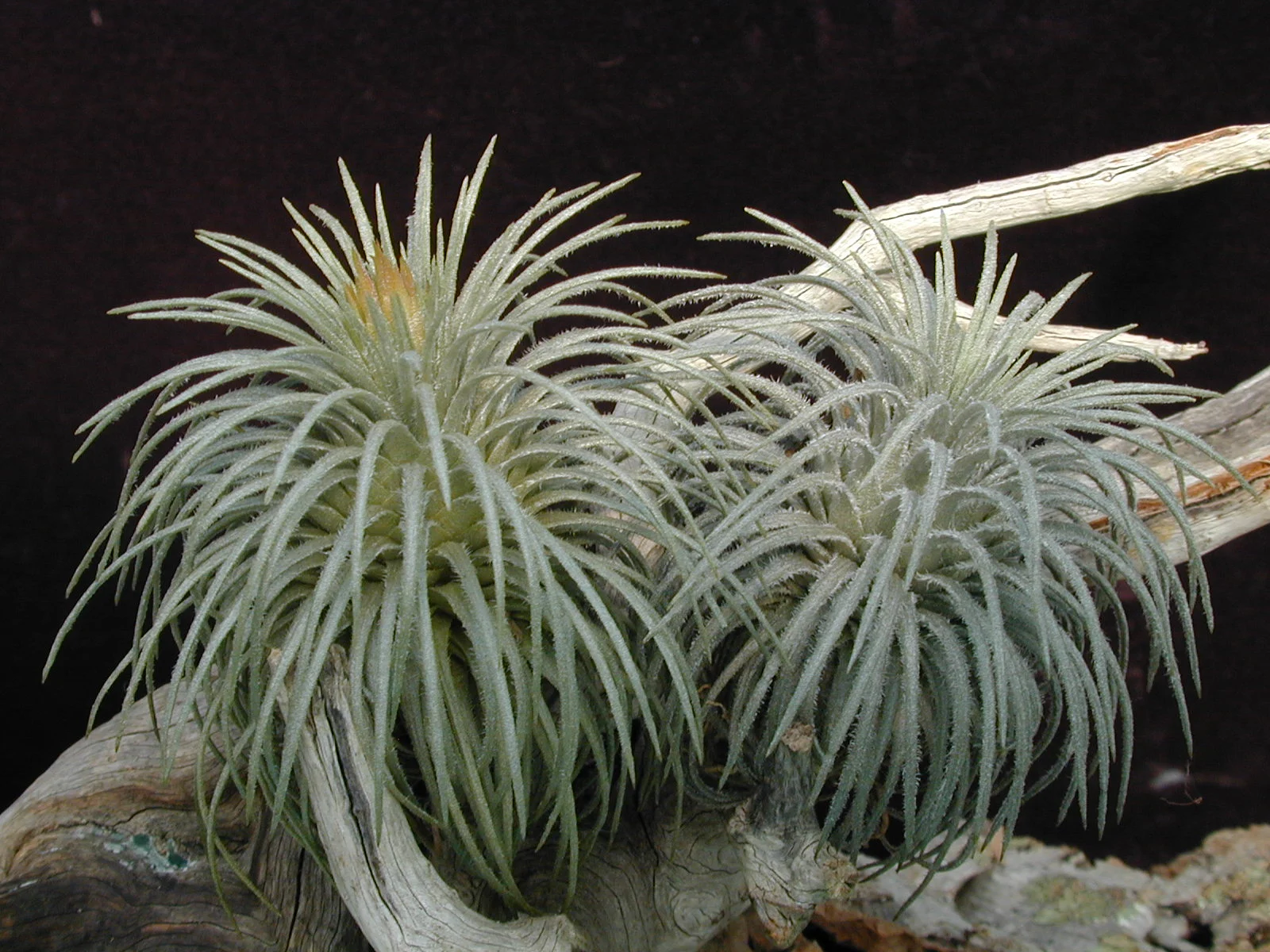 Tillandsia atroviridipetala - 10 seeds — rareplant